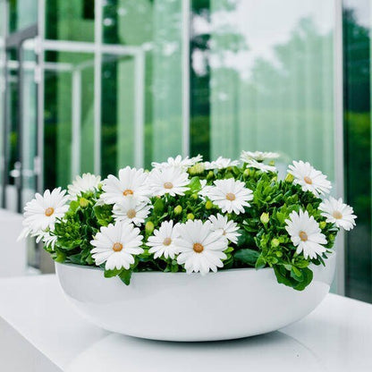 Round Planter Bowl 13.5" White Glossy Low Pot for Plants - Rustike Home