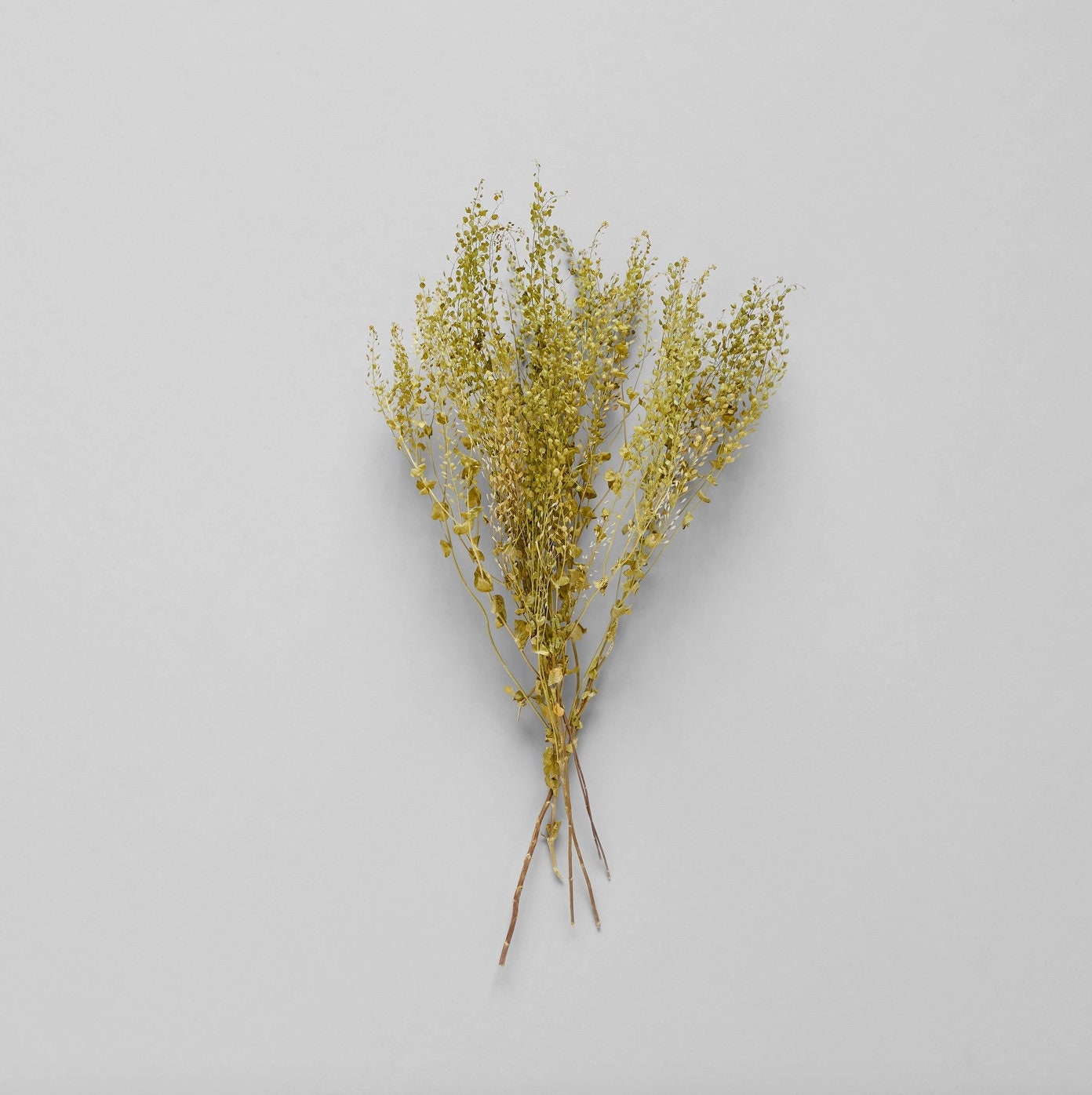 Dried Pepper Grass | Decorative Dried Grass and Plants - Rustike Home