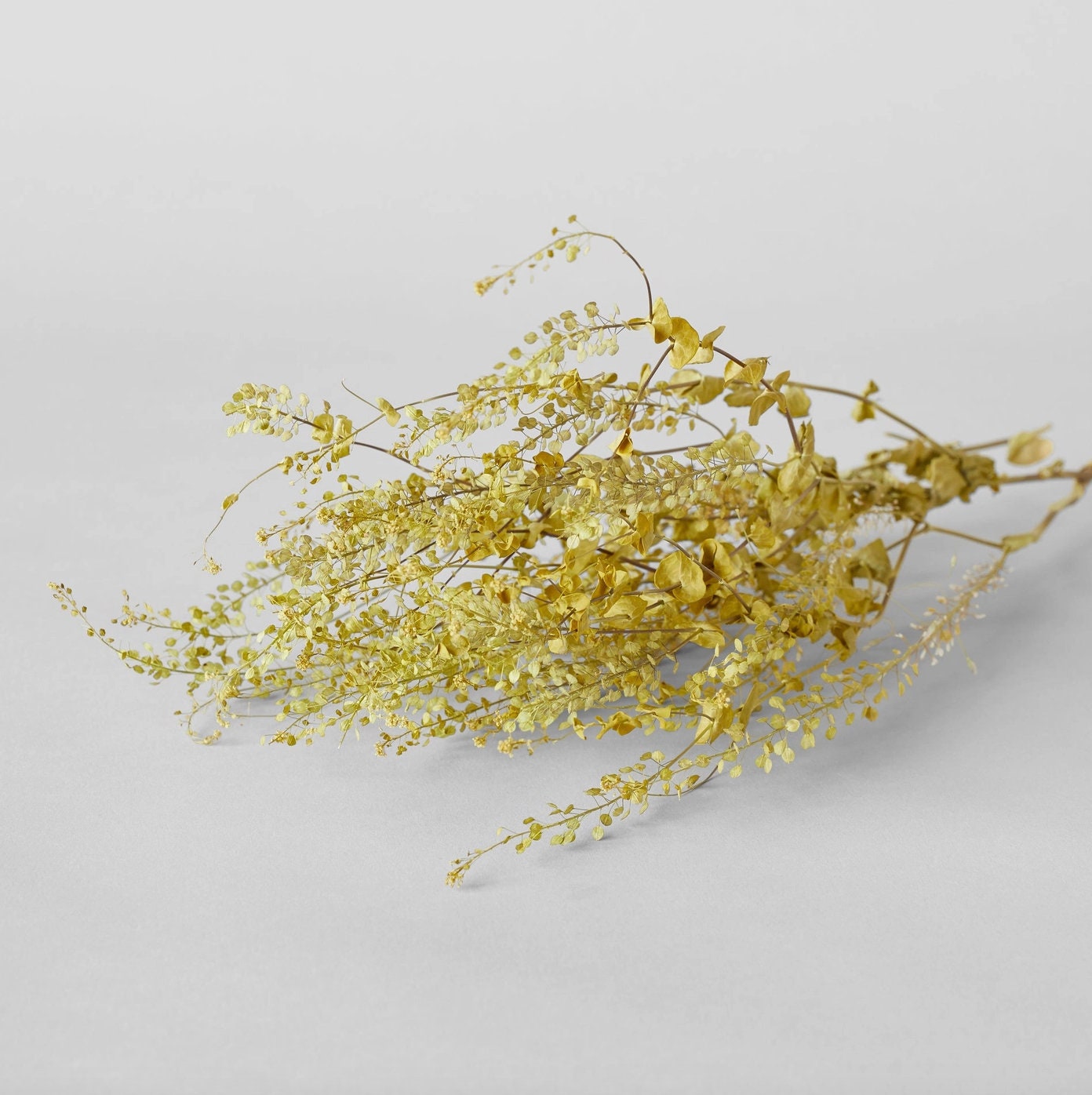 Dried Pepper Grass | Decorative Dried Grass and Plants - Rustike Home