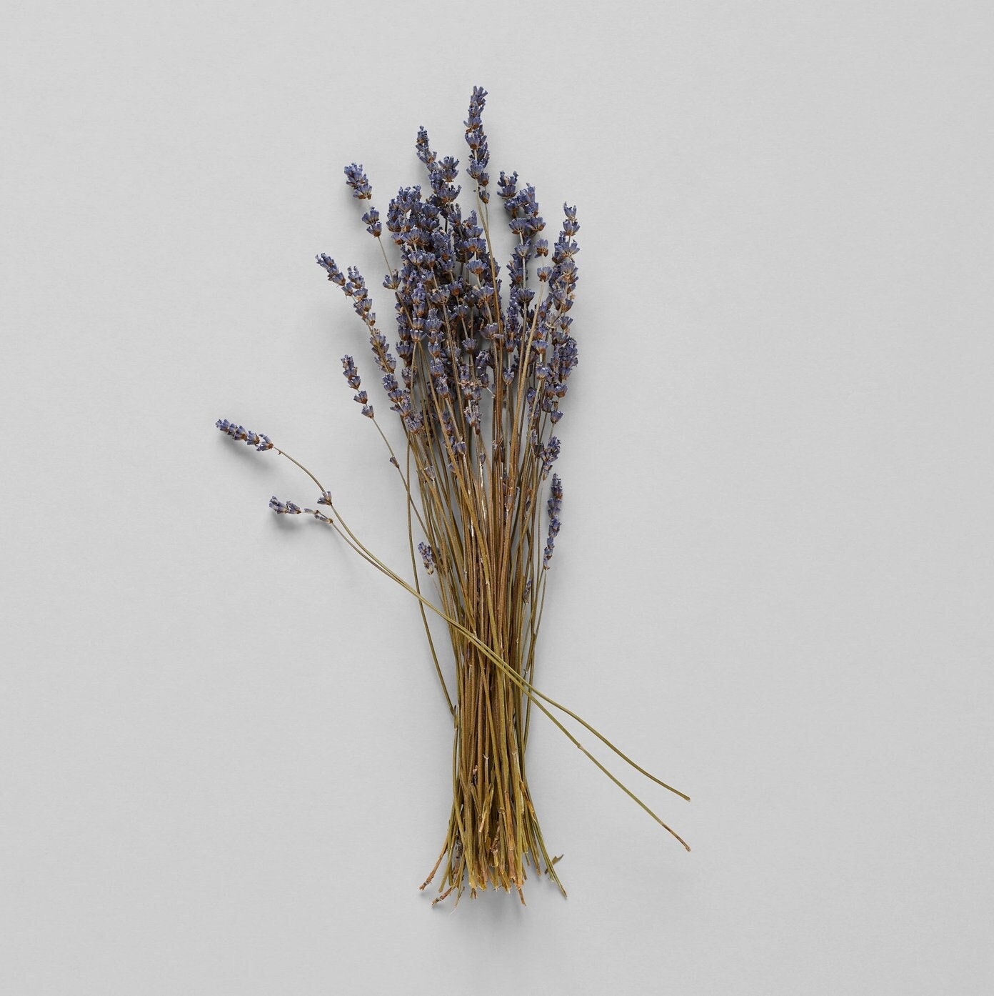 Dried Lavender | Decorative Dried Grass and Plants - Rustike Home