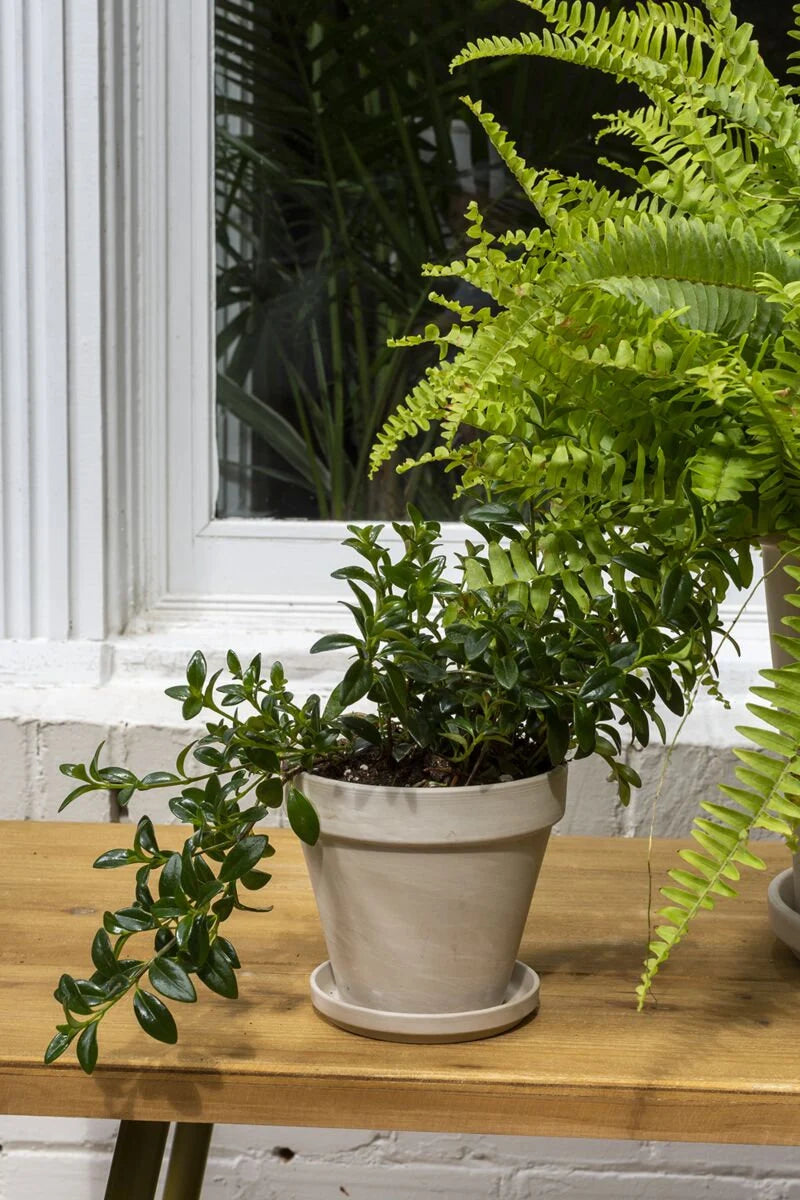 Round Whitewash "Mallorca" Planter Pot with Saucer for Plants and Home Decor - Rustike Home